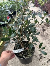 Osmanthus heterophyllus