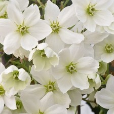 Clematis AVALANCHE Large 3