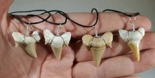 Otodus Fossil Shark Tooth