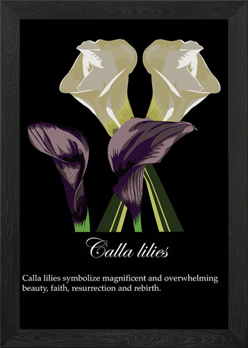 Calla lilies poster framed - calla,