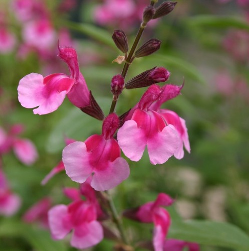 Salvia greggii icing sugar - 'icing, sugar'