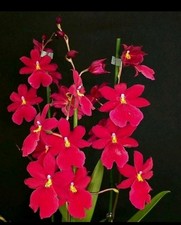 Oncidium -Burrageara Nelly