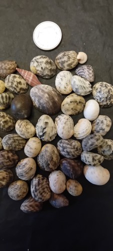 Sea shells periwinkle - shells,