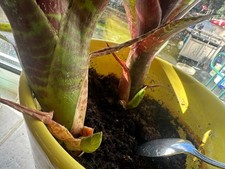 V LARGE RARE BROMELIAD PLANT