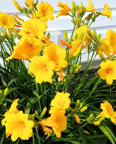 Hemerocallis stella oro - 3x,