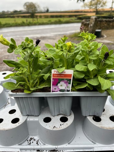 Mixed single petunia pack - mixed,
