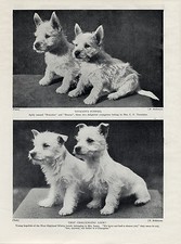 WESTIE WEST HIGHLAND WHITE TERRIER CHARMING IMAGES OF PUPPIES OLD 1934 DOG PRINT