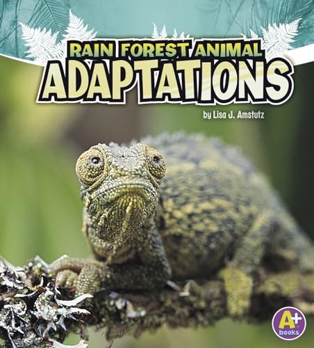 Rainforest animal adaptions - rainforest,