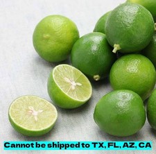 Key Lime Tree Live Plant