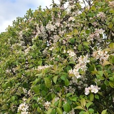 Crab Apple 40-60cm Bare Root Hedging - Malus sylvestris Hardy Hedgerow Shrubs