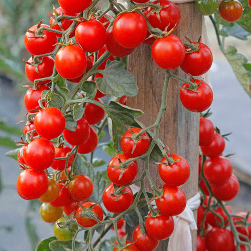 Tomato cherry piccolo - tomato, 'piccolo'