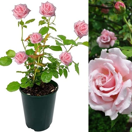 Rose bush belinda dream - belinda's,
