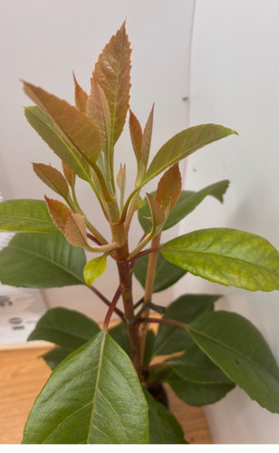 Hydrangea seemannii