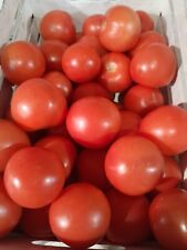 Vegetable - Tomato - Alicante - 200 Seeds