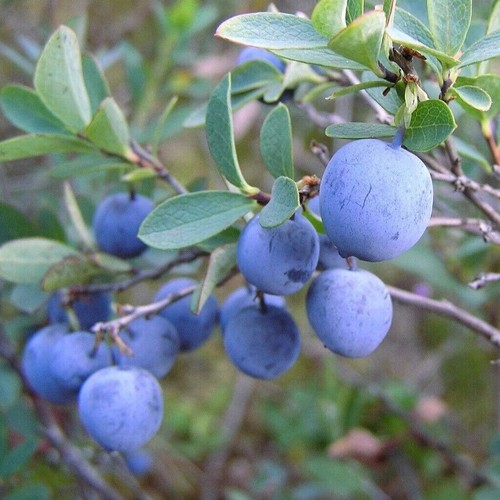 Bog blueberry bilberry - bilberry,