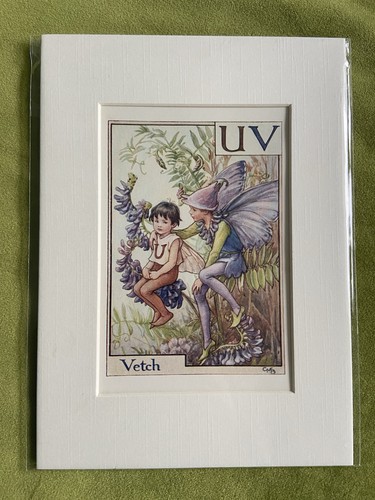 Vetch flower fairy - ‘vetch’,