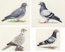 Collared dove wood pigeon - collared, dove,