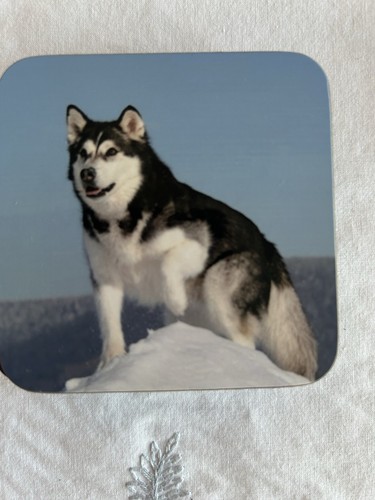 Set alaskan husky dog - husky,