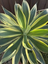 Agave 'Blue Flame'  Variegated