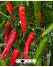 Superhot/Hot Chilli Plug
