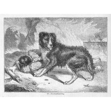 Newfoundland Dog - Antique