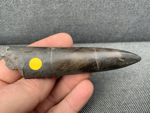 Fossil belemnite jurassic - belemnite, (jurassic