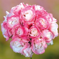 Giant Flowered Geranium