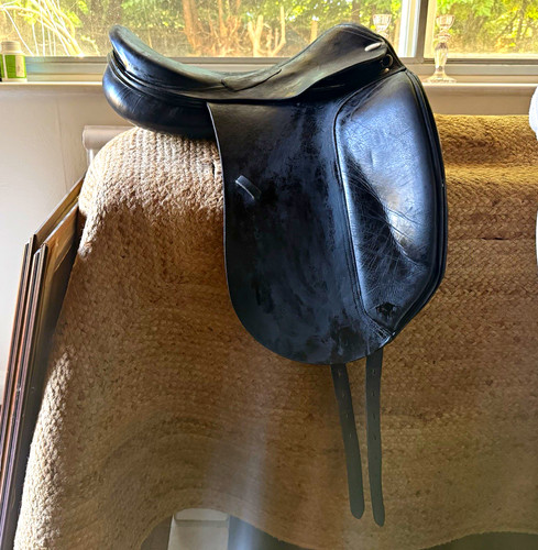 Jaguar harry dabbs dressage - harry,