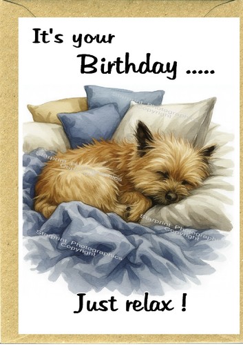 Cairn terrier dog - terrier, birthday