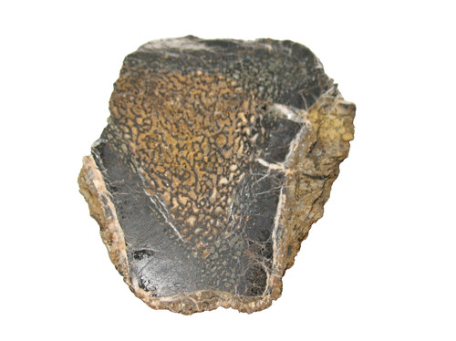 Jurassic dinosaur fossil bone