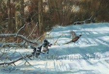 Spaniel Flushing Pheasant