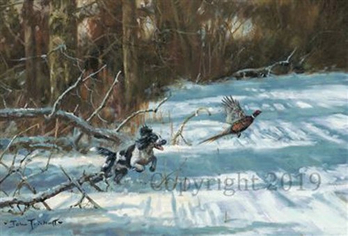 Spaniel flushing pheasant - flushing,
