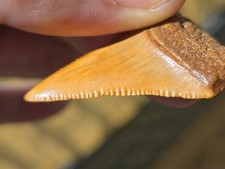 FLASH SALE! Orange Color Ancient Great White Shark Tooth Fossil Not Megalodon!