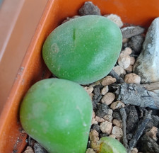 Succulent |  Conophytum