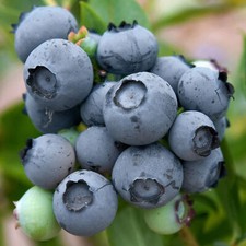 Blueberry bush Duke - Vaccinium corymbosum | Outdoor Fruit Shrub Plant 9cm Pot