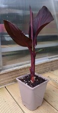 Canna Cleopatra RED 1L Rooted