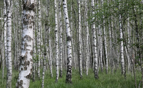 Silver birch tree bonsai - silver,