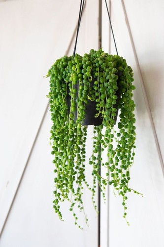 String pearls rooted - 2,