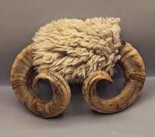 Ram Horns, Bones, Skull, Ram