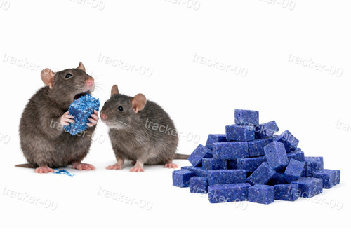 Maximum strength rodent - strength,