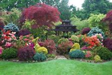 The Low Front Garden Border Selection Mix Large Mature Plants in 3 Litre Pots