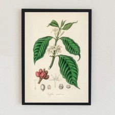 1836 Vintage Floral