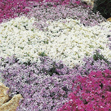 Pack x6 Creeping Phlox Subulata 'Mixed Varieties' Perennial Garden Plug Plants
