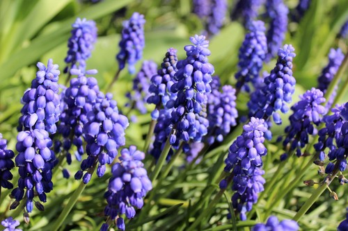 Muscari armeniacum grape - muscari,