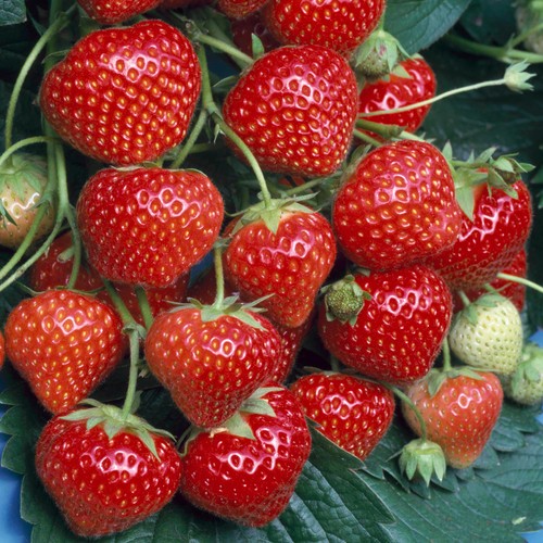 Strawberry marshmello extra - strawberry,