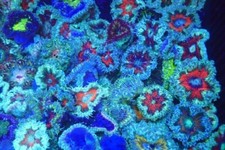 3 x Rock Flower Anemone