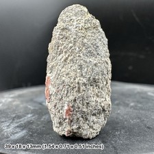 Triceratops dinosaur bone
