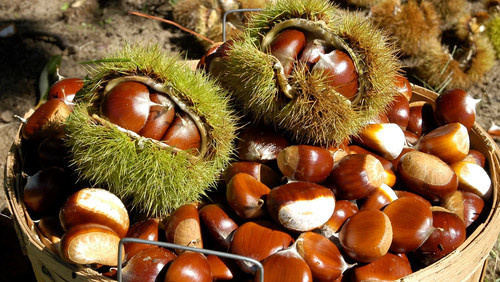 Chestnuts freshly picked - chestnuts,