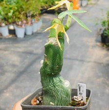 Rare Cacti Adenia venenata