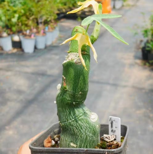 Rare cacti adenia - rare,